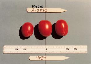 Click for 1 image(s) for this accession. FRUIT